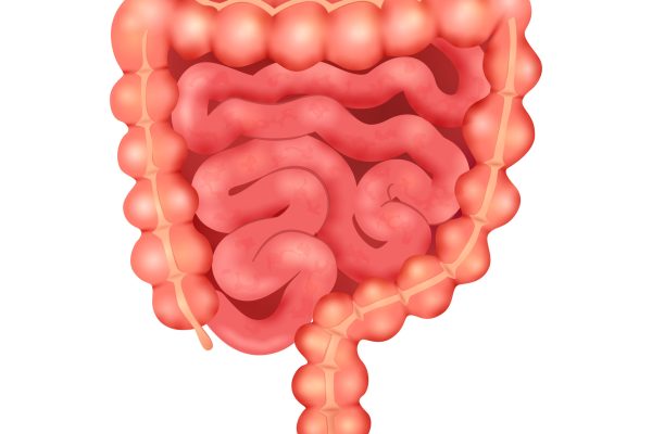 Realistic human internal organs anatomy composition with isolated image of bowel vector illustration